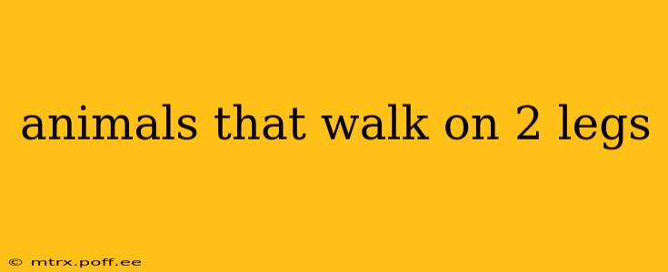 animals that walk on 2 legs