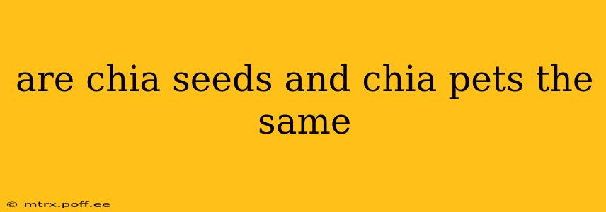 are chia seeds and chia pets the same
