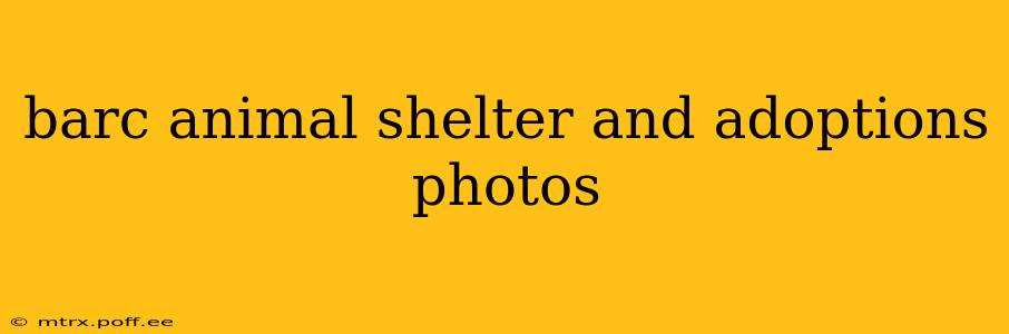 barc animal shelter and adoptions photos
