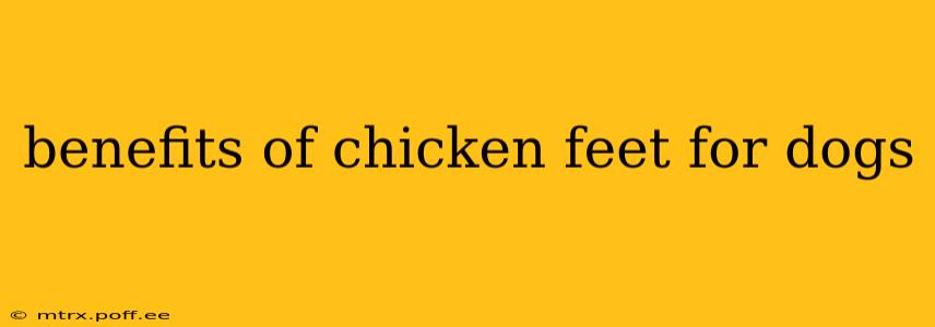 benefits of chicken feet for dogs