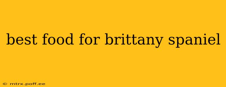 best food for brittany spaniel