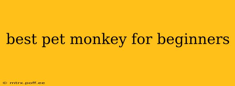 best pet monkey for beginners