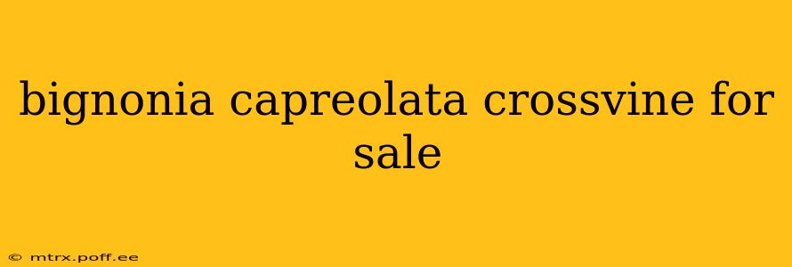 bignonia capreolata crossvine for sale