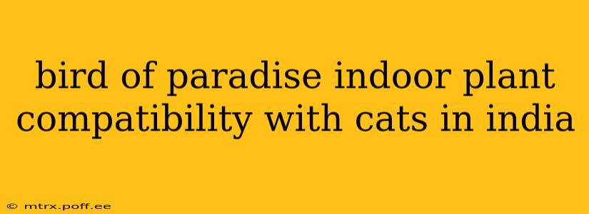 bird of paradise indoor plant compatibility with cats in india