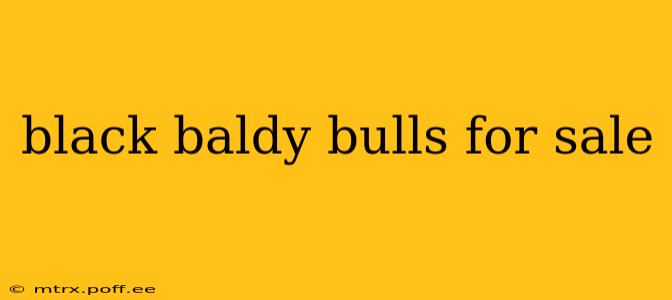 black baldy bulls for sale