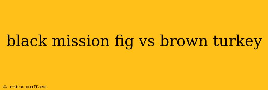 black mission fig vs brown turkey