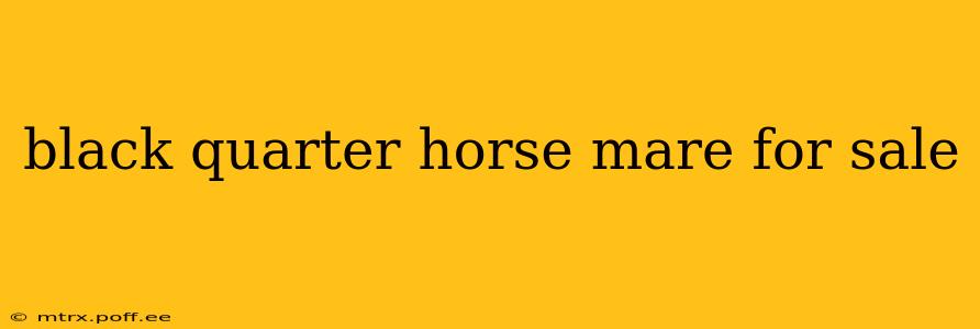 black quarter horse mare for sale
