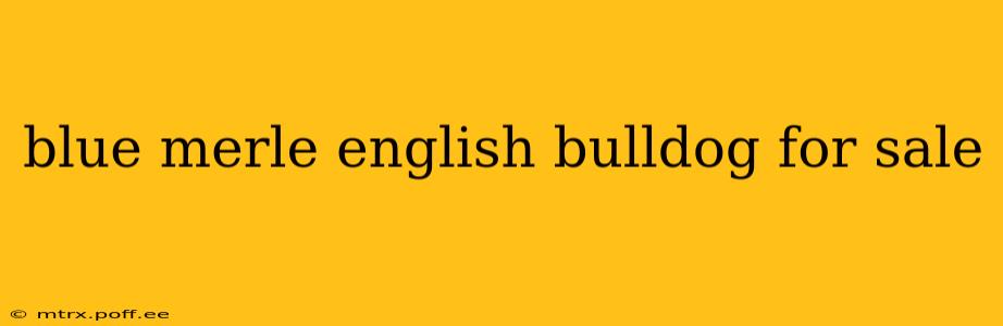 blue merle english bulldog for sale
