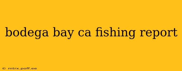bodega bay ca fishing report
