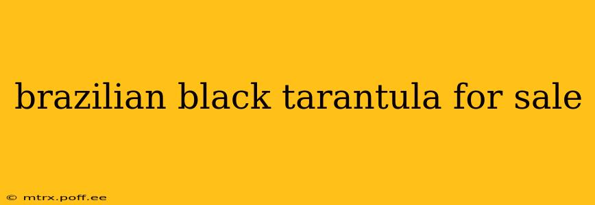 brazilian black tarantula for sale
