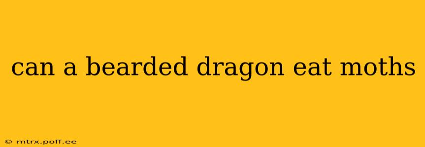 can a bearded dragon eat moths