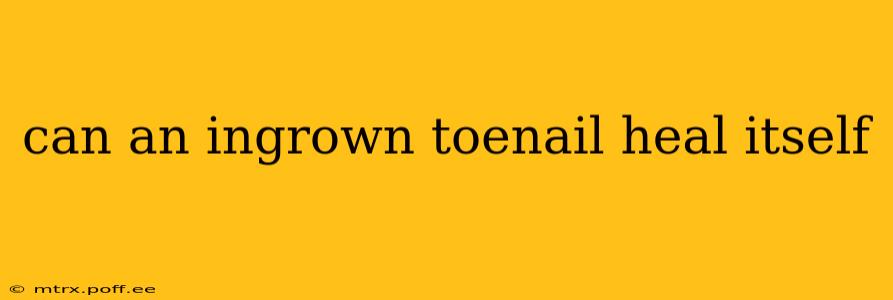 can an ingrown toenail heal itself