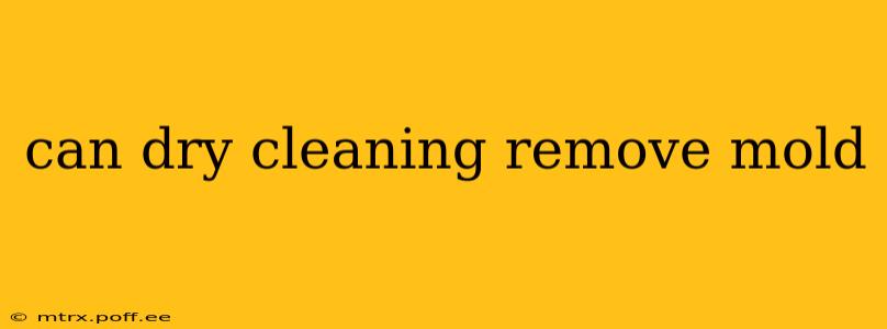 can dry cleaning remove mold