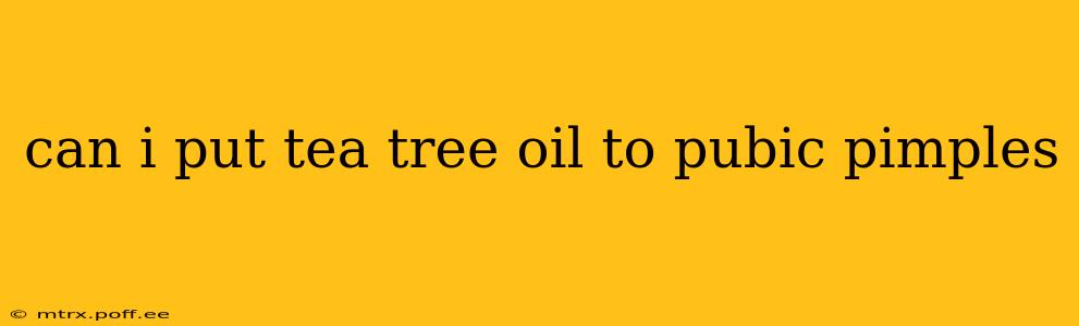 can i put tea tree oil to pubic pimples
