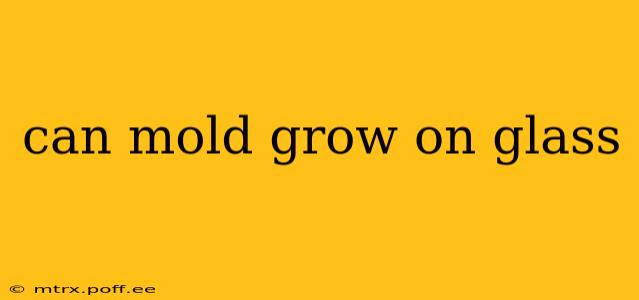 can mold grow on glass