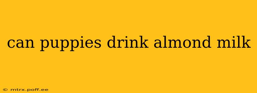 can puppies drink almond milk