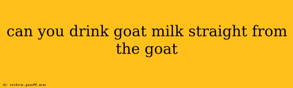 can you drink goat milk straight from the goat
