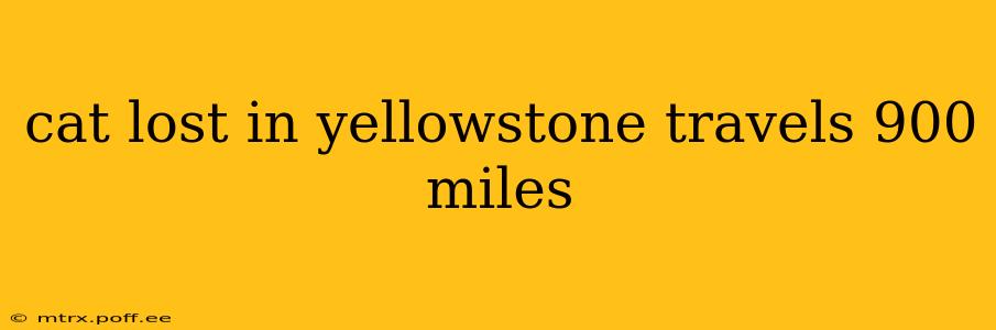 cat lost in yellowstone travels 900 miles