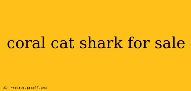 coral cat shark for sale