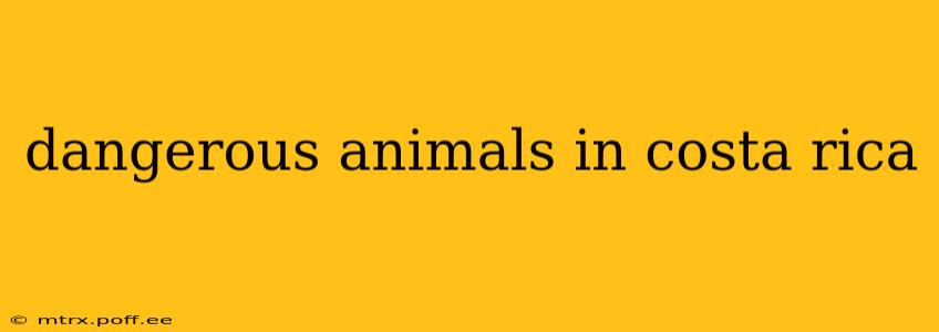 dangerous animals in costa rica