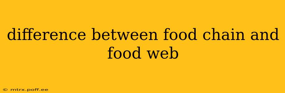 difference between food chain and food web