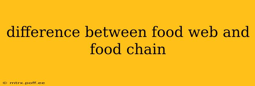 difference between food web and food chain