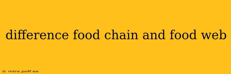 difference food chain and food web