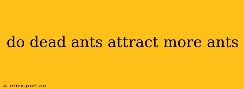 do dead ants attract more ants