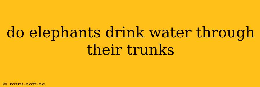 do elephants drink water through their trunks
