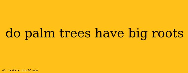 do palm trees have big roots
