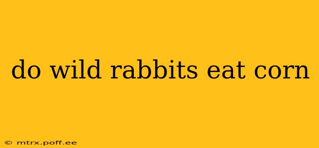 do wild rabbits eat corn