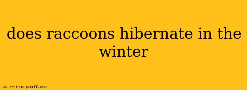 does raccoons hibernate in the winter