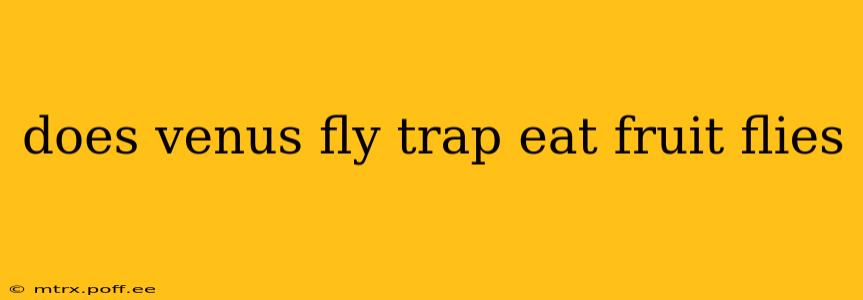 does venus fly trap eat fruit flies