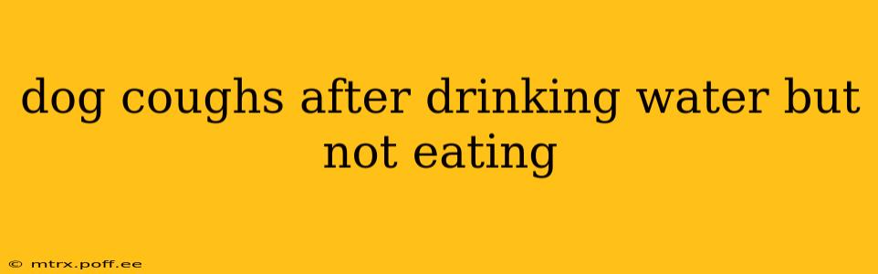 dog coughs after drinking water but not eating