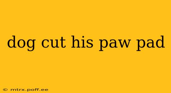 dog cut his paw pad