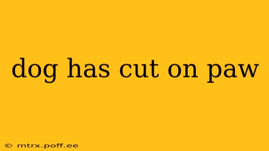 dog has cut on paw