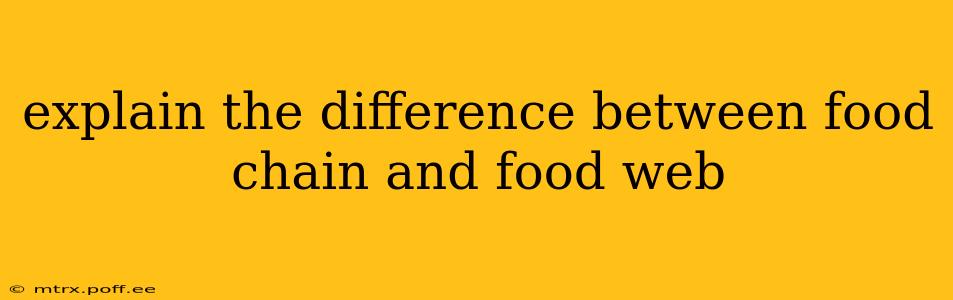 explain the difference between food chain and food web