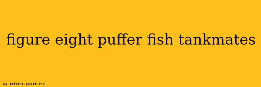 figure eight puffer fish tankmates