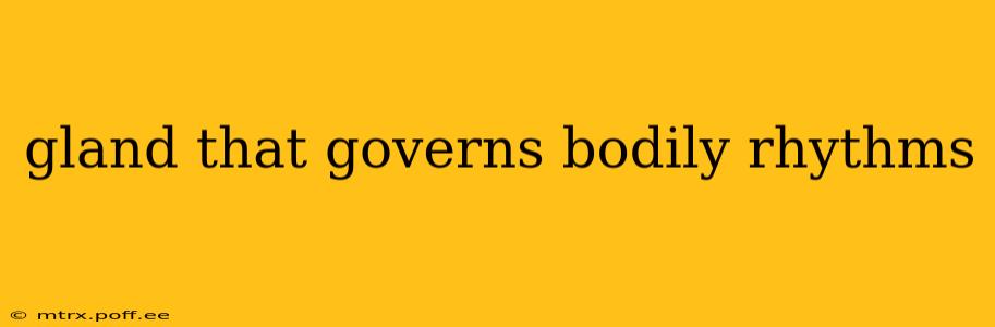 gland that governs bodily rhythms
