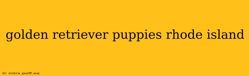 golden retriever puppies rhode island