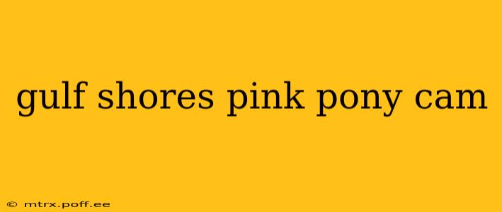 gulf shores pink pony cam