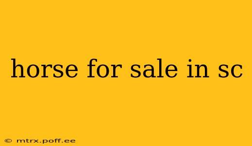 horse for sale in sc