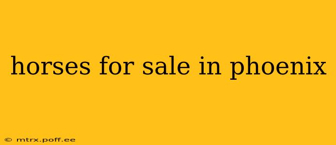horses for sale in phoenix