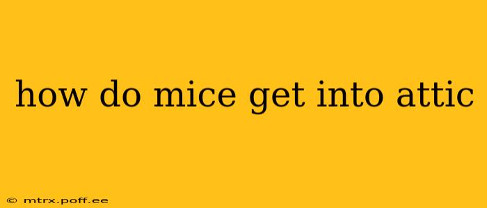 how do mice get into attic
