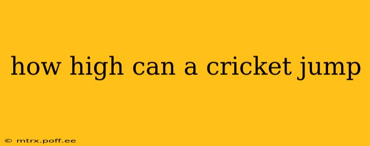 how high can a cricket jump