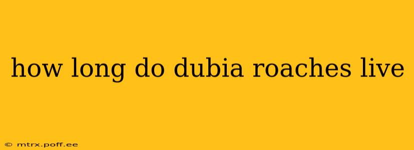 how long do dubia roaches live