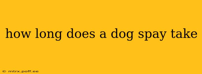 how long does a dog spay take