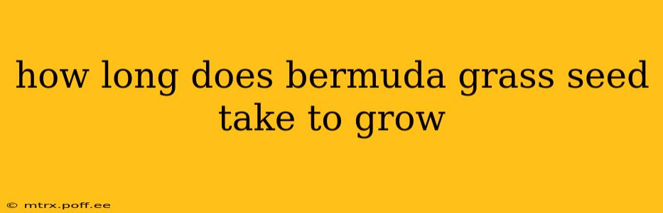 how long does bermuda grass seed take to grow