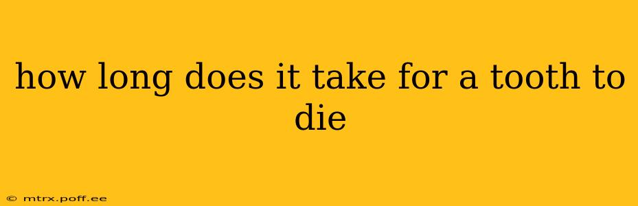 how long does it take for a tooth to die