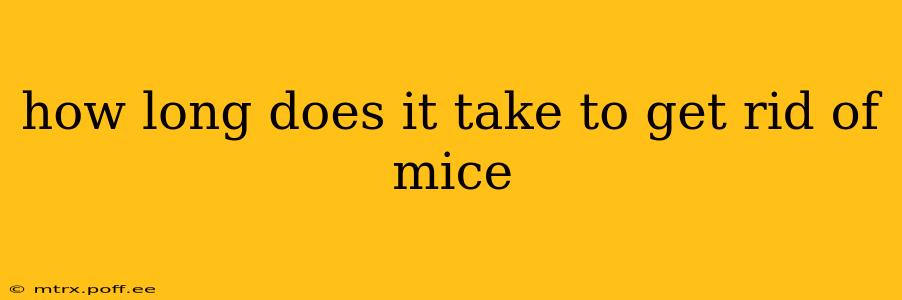 how long does it take to get rid of mice